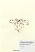 藏品(傘房龍鬚菜)的圖片